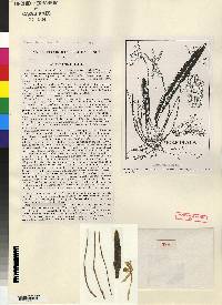 Myoxanthus scandens image