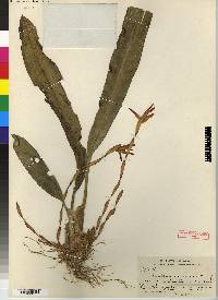 Maxillaria cuzcoensis image