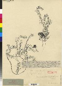 Pachyphyllum falcifolium image
