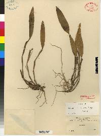 Octomeria boliviensis image