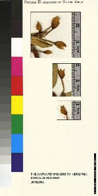Ornithidium huancabambae image