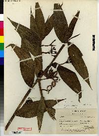 Sertifera grandifolia image
