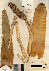 Aechmea maculata image