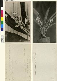 Catasetum suave image