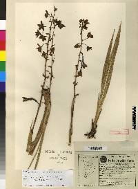Cyrtopodium lissochiloides image