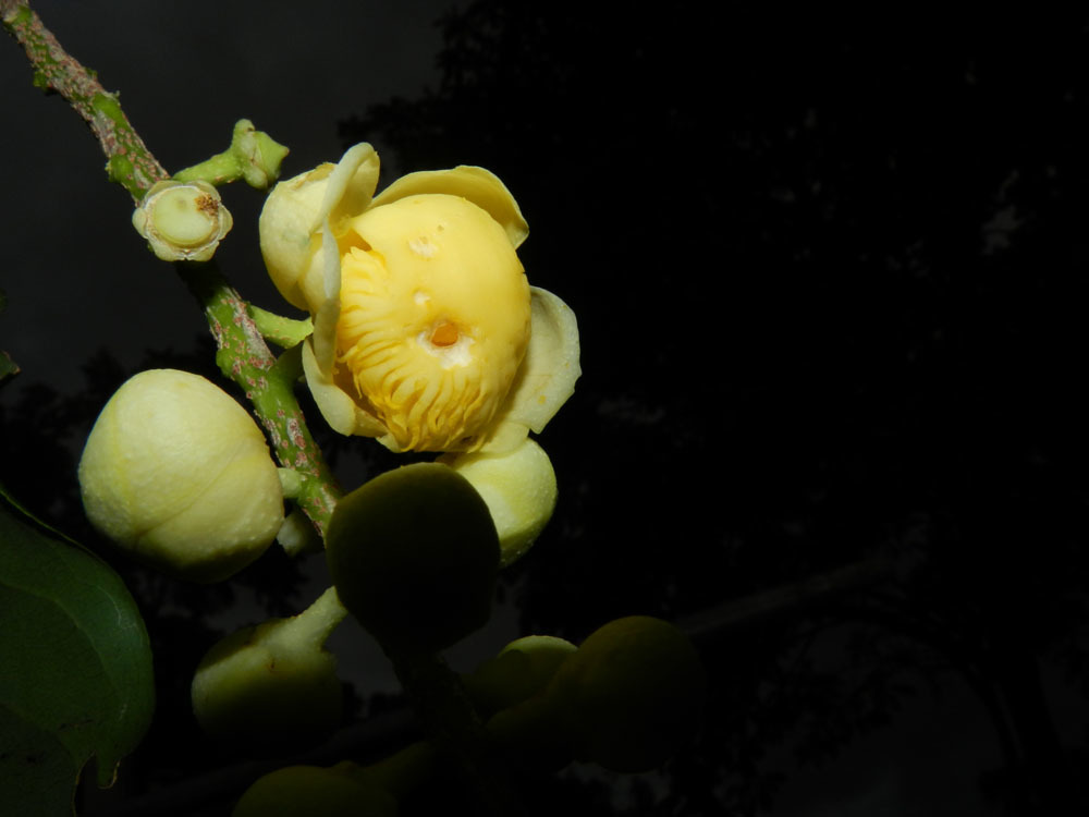 Lecythidaceae image
