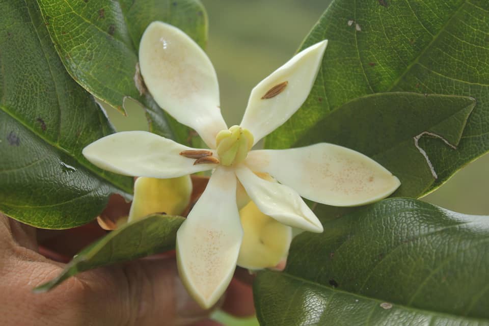 Magnolia image