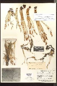 Rhyncholacis palmettifolia image