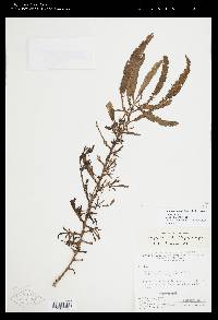 Apinagia longifolia image