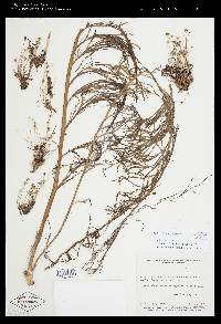 Apinagia guyanensis image