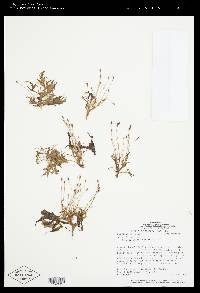 Apinagia latifolia image