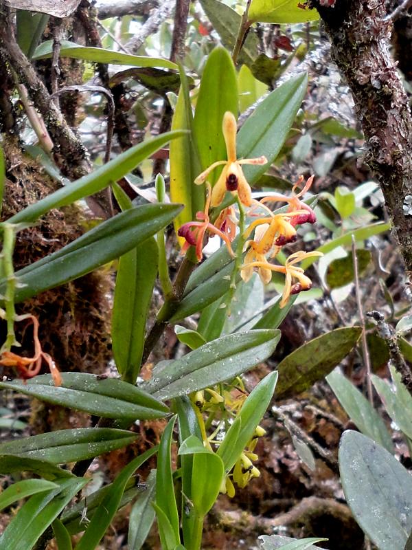 Epidendrum erosum image