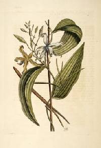 Image of Vanilla mexicana