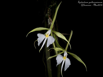 Epidendrum parkinsonianum image