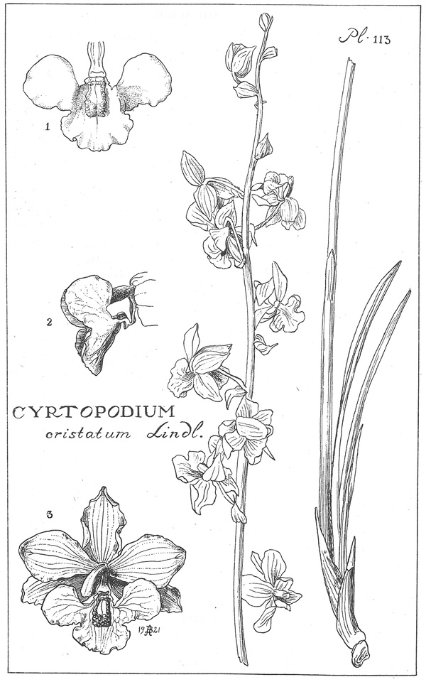 Cyrtopodium cristatum image