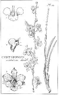 Image of Cyrtopodium cristatum