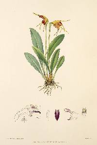 Image of Masdevallia auropurpurea