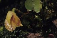 Image of Masdevallia crescenticola