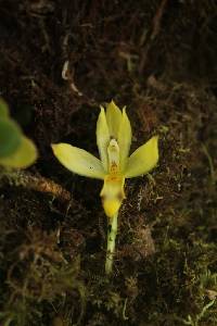 Image of Maxillaria betancurii
