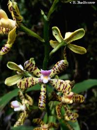 Image of Prosthechea pamplonensis