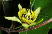 Image of Passiflora coriacea