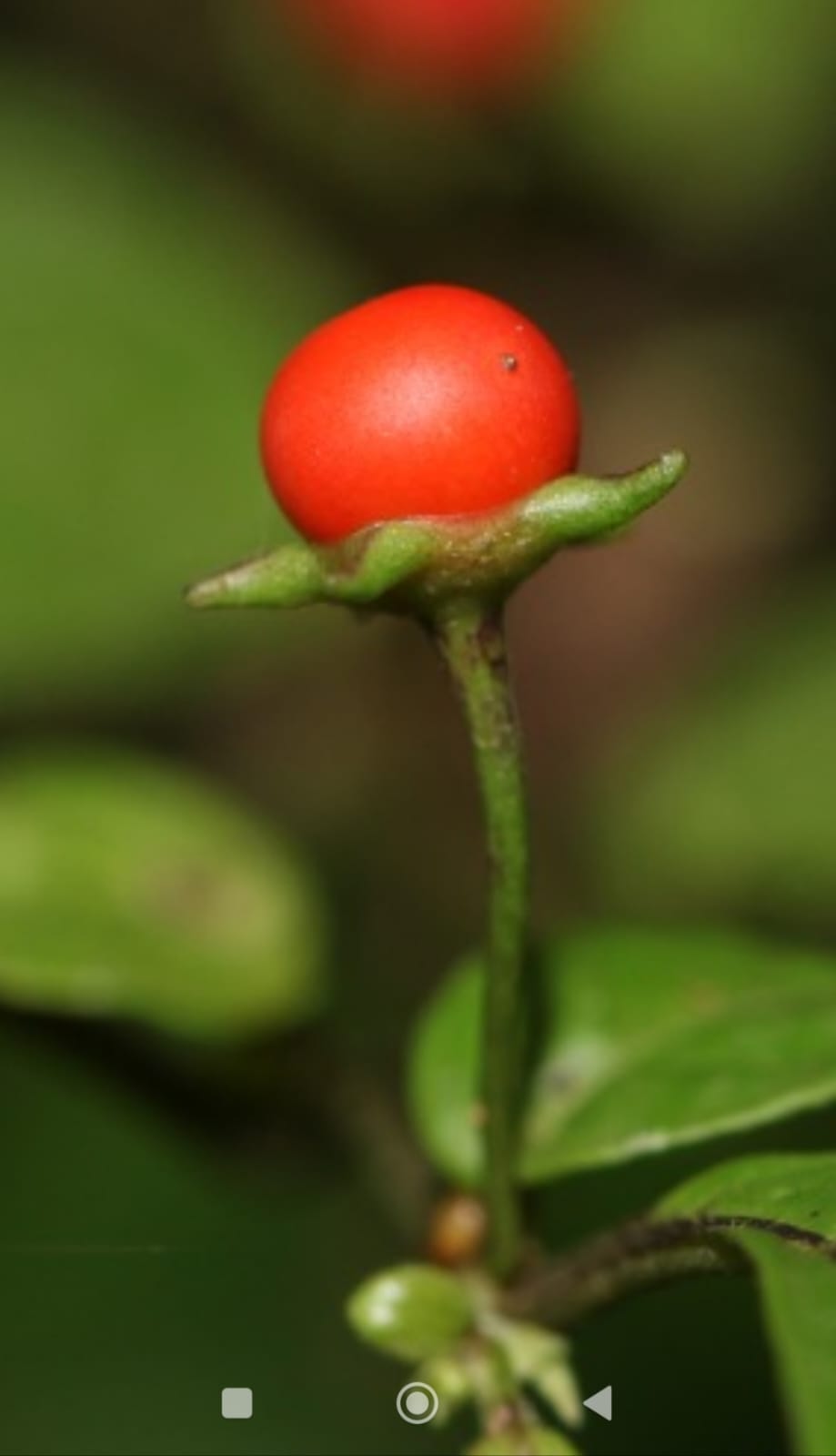 Capsicum lycianthoides image