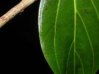 Coussapoa parvifolia image