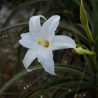 Image of Vellozia tubiflora