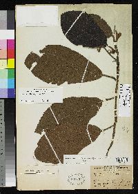 Image of Saurauia pseudostrigillosa