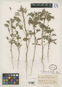 Image of Amaranthus urceolatus