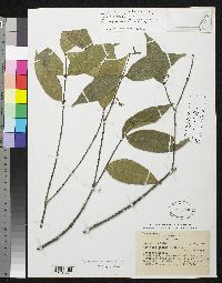 Image of Malouetia flavescens