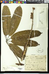 Image of Schefflera dolichostyla