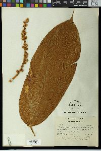 Image of Schefflera ferruginea