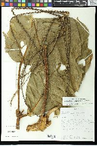 Image of Schefflera macrophylla