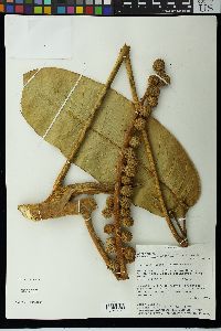 Image of Schefflera pentandra