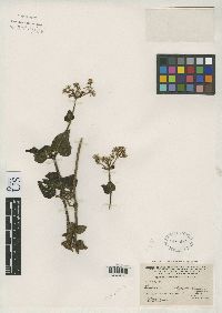 Image of Ageratina rhypodes
