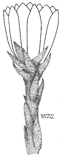 Image of Gynoxys parvifolia