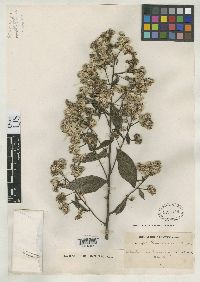 Image of Lepidaploa lehmannii