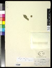 Pappobolus imbaburensis image