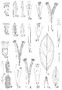 Image of Pentacalia carchiensis