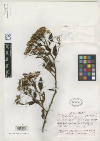Image of Pentacalia ruficaulis