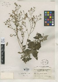 Image of Stevia bertholdii