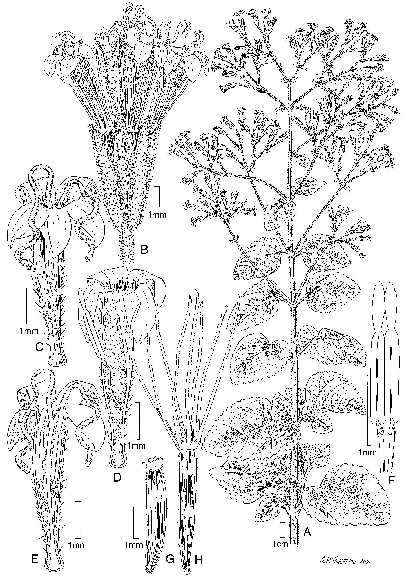 Stevia bertholdii image