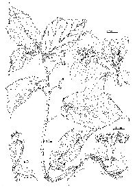 Image of Begonia harlingii