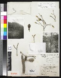 Image of Eriotheca roseorum