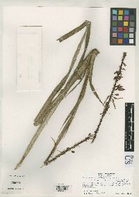Image of Pitcairnia reflexiflora