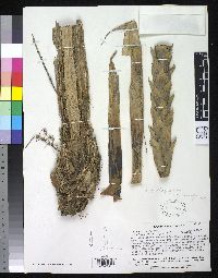 Image of Pitcairnia sceptrigera