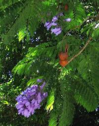 Image of Jacaranda mimosifolia