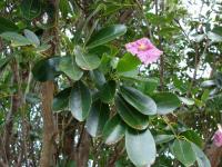 Image of Tabebuia rosea
