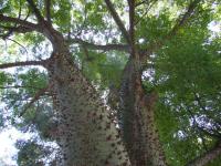 Image of Ceiba insignis